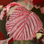 Corylus avellana 'Rode Zeller'